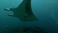 Te Moana Expeditions