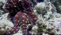 Diamond Red Sea - Diving in Hurghada