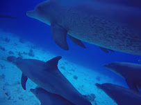 Diving Around Hurghada