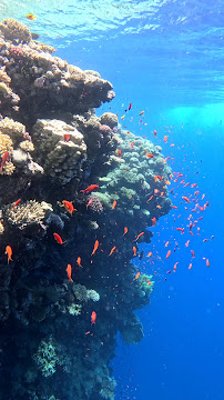 Makara scuba & freediving | escuela española en Dahab