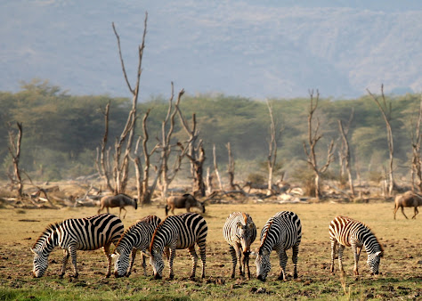 Parque nacional del Lago Manyara