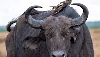 Macpace Tours & Safaris Ltd: Best African Safari Tour Company in Tanzania & Kilimanjaro Climbing Tour operator in Moshi