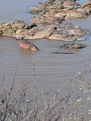 Great Ruaha Marathon (GRUMA)