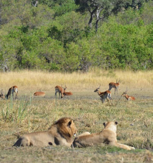 Follow The Tracks Safaris
