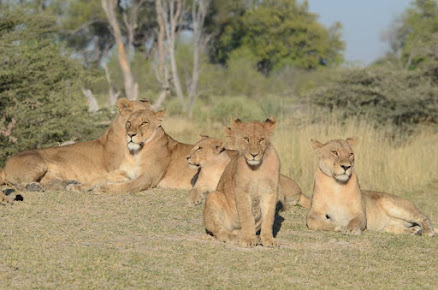 Follow The Tracks Safaris