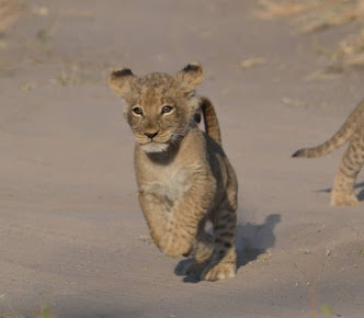 Follow The Tracks Safaris