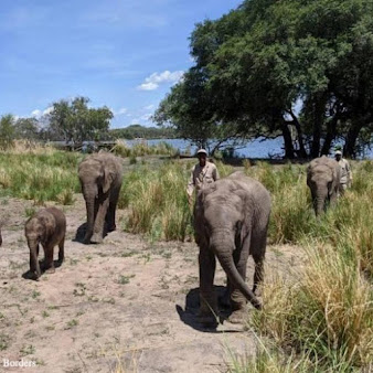 Elephants Without Borders