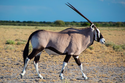 Reserva de caza del Kalahari Central