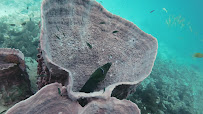 Flip Flop Divers