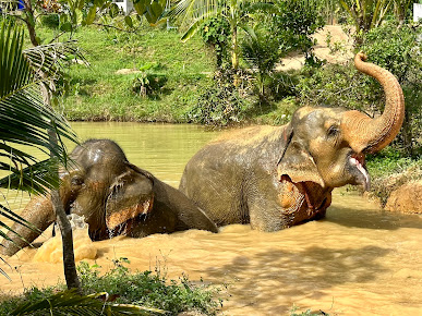 Following Giants Koh Lanta Ethical Elephant Sanctuary