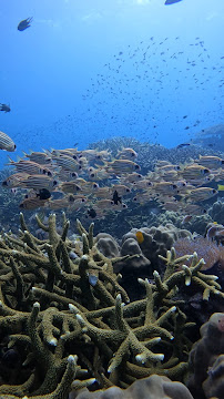 Nitro Dive Center - Koh Tao