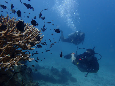 IHASIA DIVING KOH TAO
