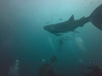 IHASIA DIVING KOH TAO