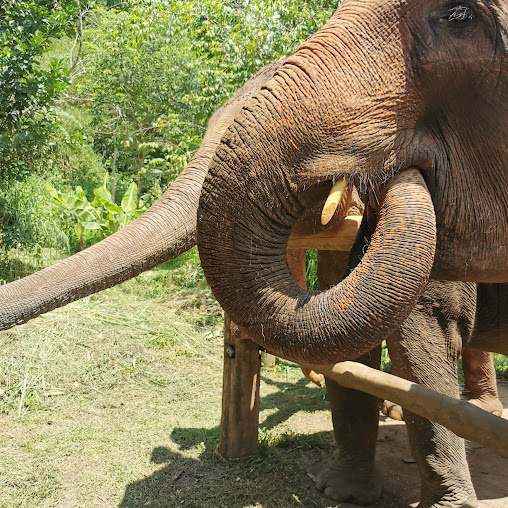 Hope for Elephant project
