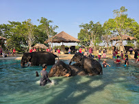 Bangkok Elephant Park