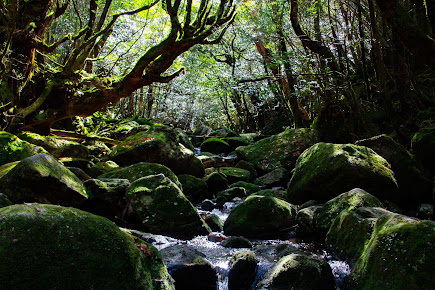Yakushima National Park
