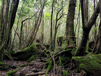 Yakushima National Park