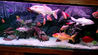 AQUARIUM ..HAFIZ 3d background AQUARIUM AND FISH STOR