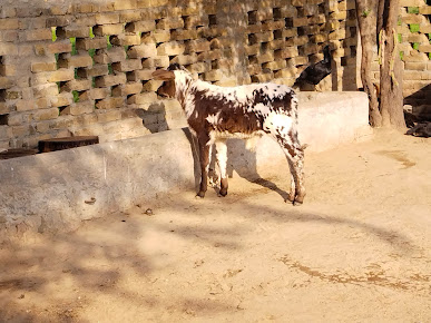 Haji Deen dairy and livestock shelter