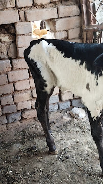 Haji Deen dairy and livestock shelter