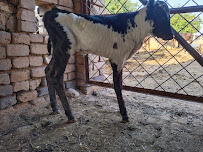 Haji Deen dairy and livestock shelter