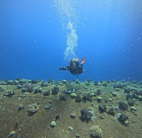 NEXTGEN Diving Travel