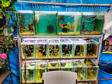 Acuario PACH