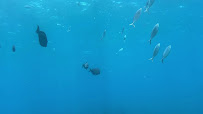 Punto de los Nidos, Snorkeling area