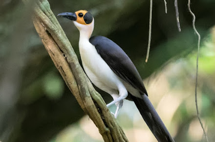 Bonsam Bepo Forest Reserve